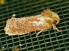Acrolophus plumifrontella