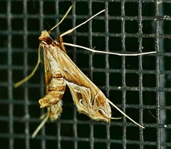 Lineodes fontella