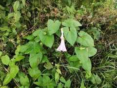 Calystegia × pulchra
