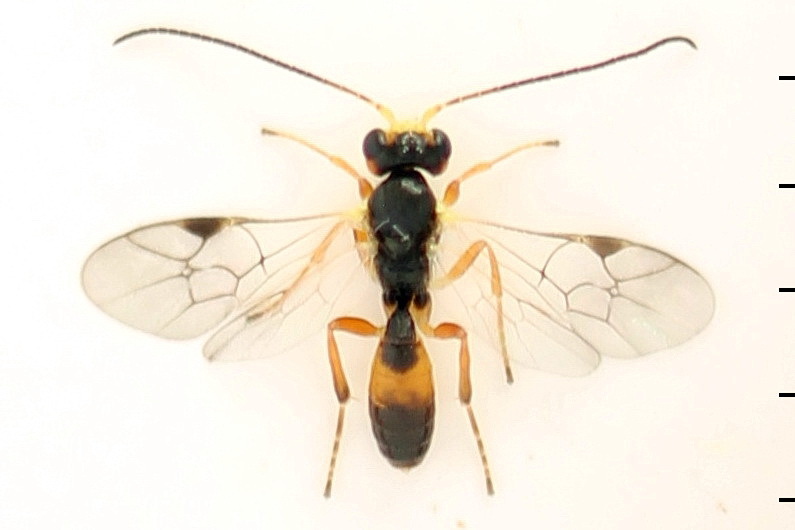 Lathrolestes nigricollis