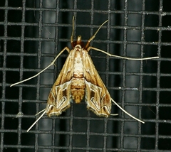 Lineodes fontella