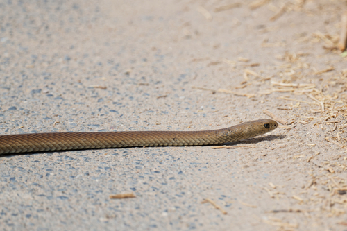 Eastern Brown Snake sighting