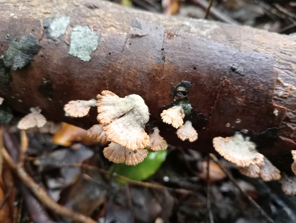 Schizophyllum commune · March 2025 · photo: © john_barkla (iNaturalist, cc0)