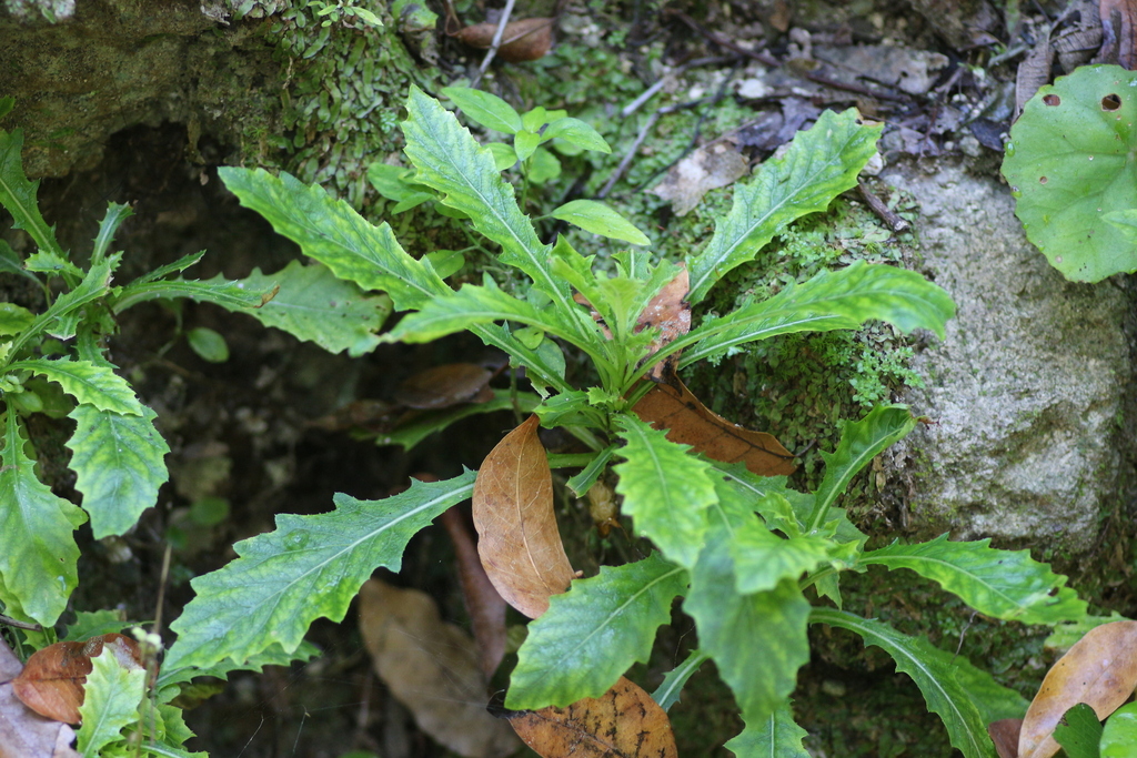 Hippobroma longiflora, Tikal, Guatemala