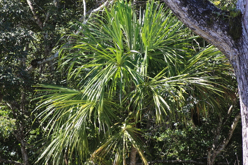 Image of Sabal mauritiiformis by no rights reserved