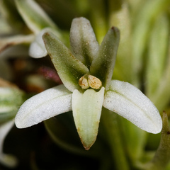 Platanthera elegans elegans
