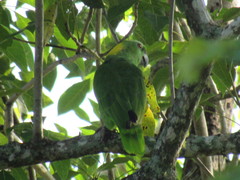 Amazona auropalliata