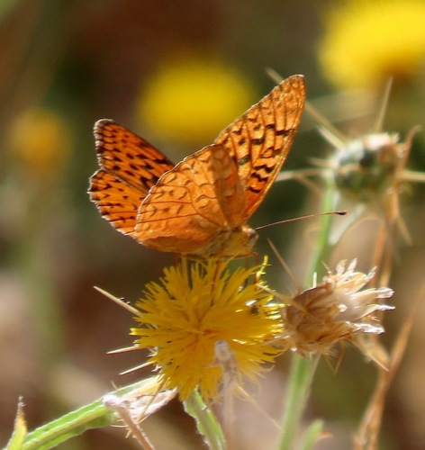 Unsilvered Fritillary photo 3
