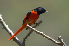 Scarlet Minivet photo 2