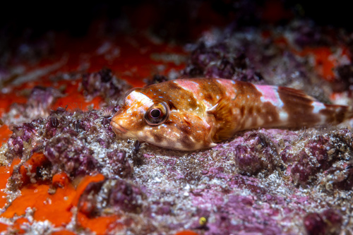 Rocksucker (Chorisochismus dentex) — Gobiesocidae