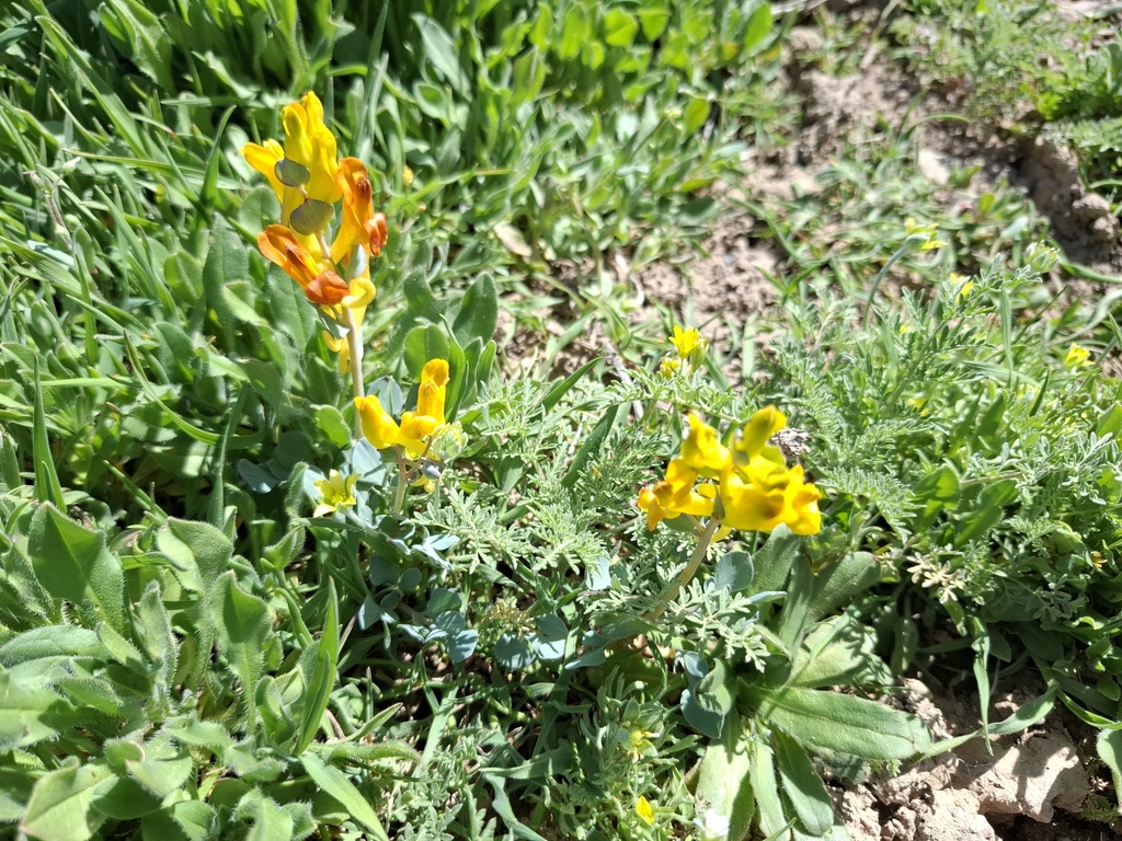 Corydalis sewerzowii; photograph Margarita, CC BY, iNaturalist via GBIF