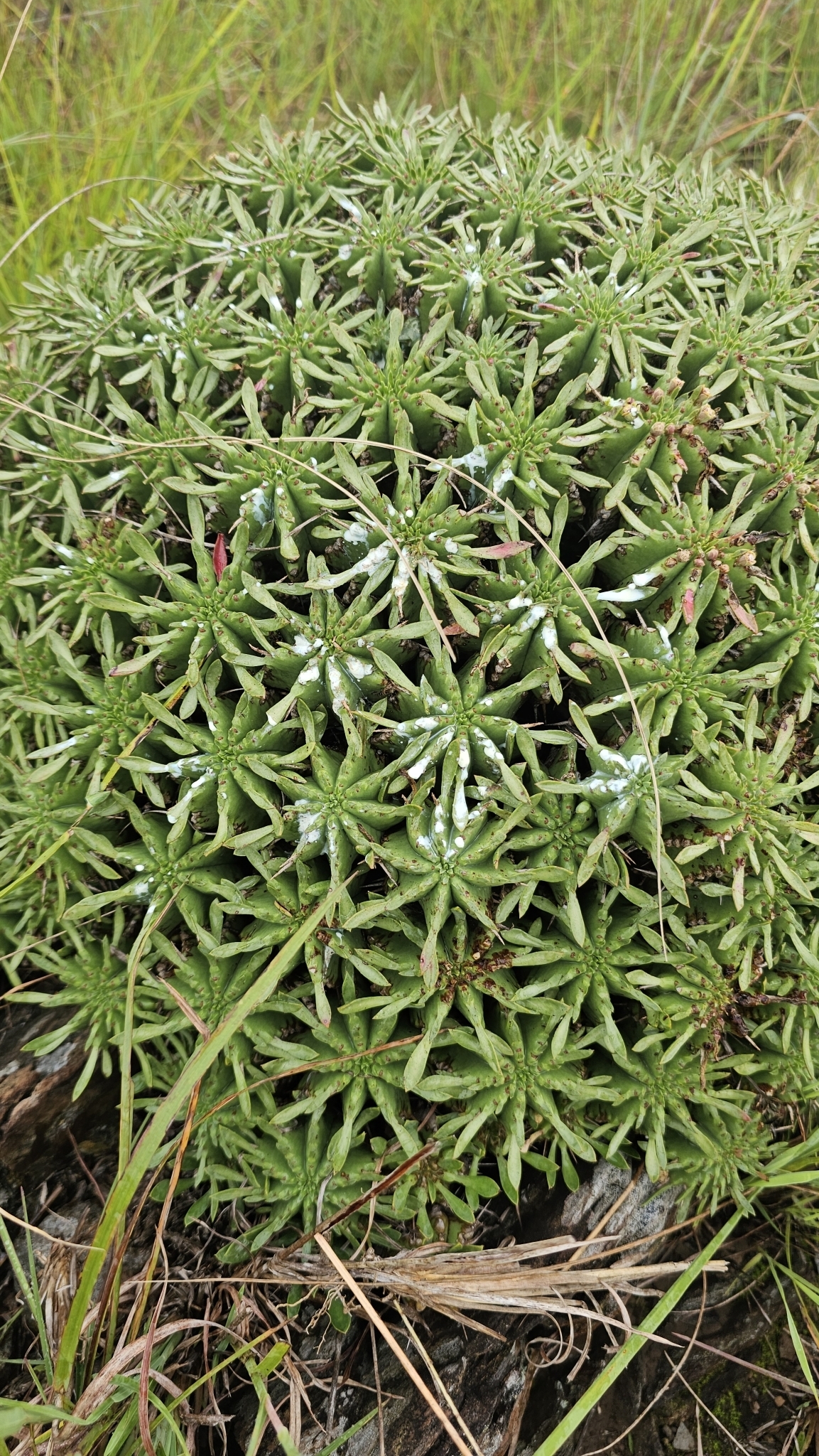 Imagem de Colchão-de-sogra