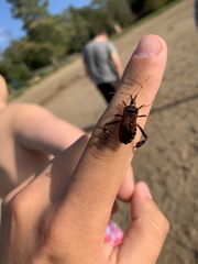 Leptoglossus clypealis