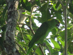 Amazona auropalliata