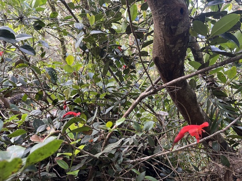 Aeschynanthus rhododendron, photograph 3