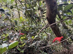Aeschynanthus rhododendron, photograph (c) Darren Oh, some rights reserved (CC BY-SA)