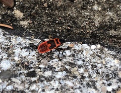 Pyrrhocoris apterus