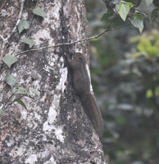 Funambulus obscurus