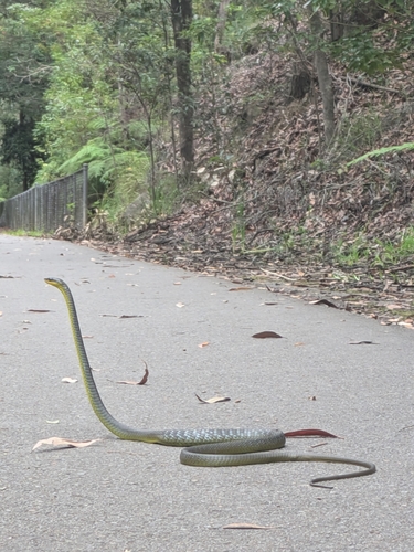 Common Tree Snake sighting