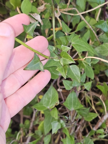 Foto de Jiboia falsa