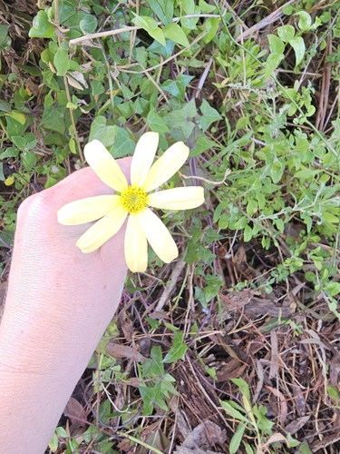 Foto de Jiboia falsa