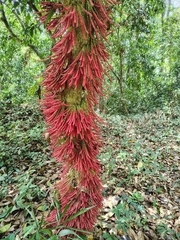 Koli Kukke (Baccaurea courtallensis)