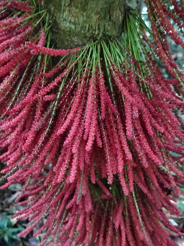 Baccaurea courtallensis, photograph 6
