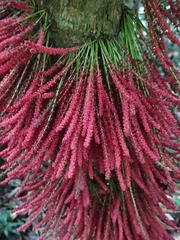 Baccaurea courtallensis, photograph (c) renjus box, some rights reserved (CC BY)