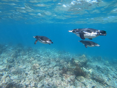 Galapagos Penguin photo 4