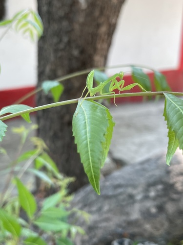 Neem