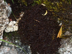 Andreaea nivalis