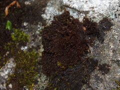 Andreaea nivalis