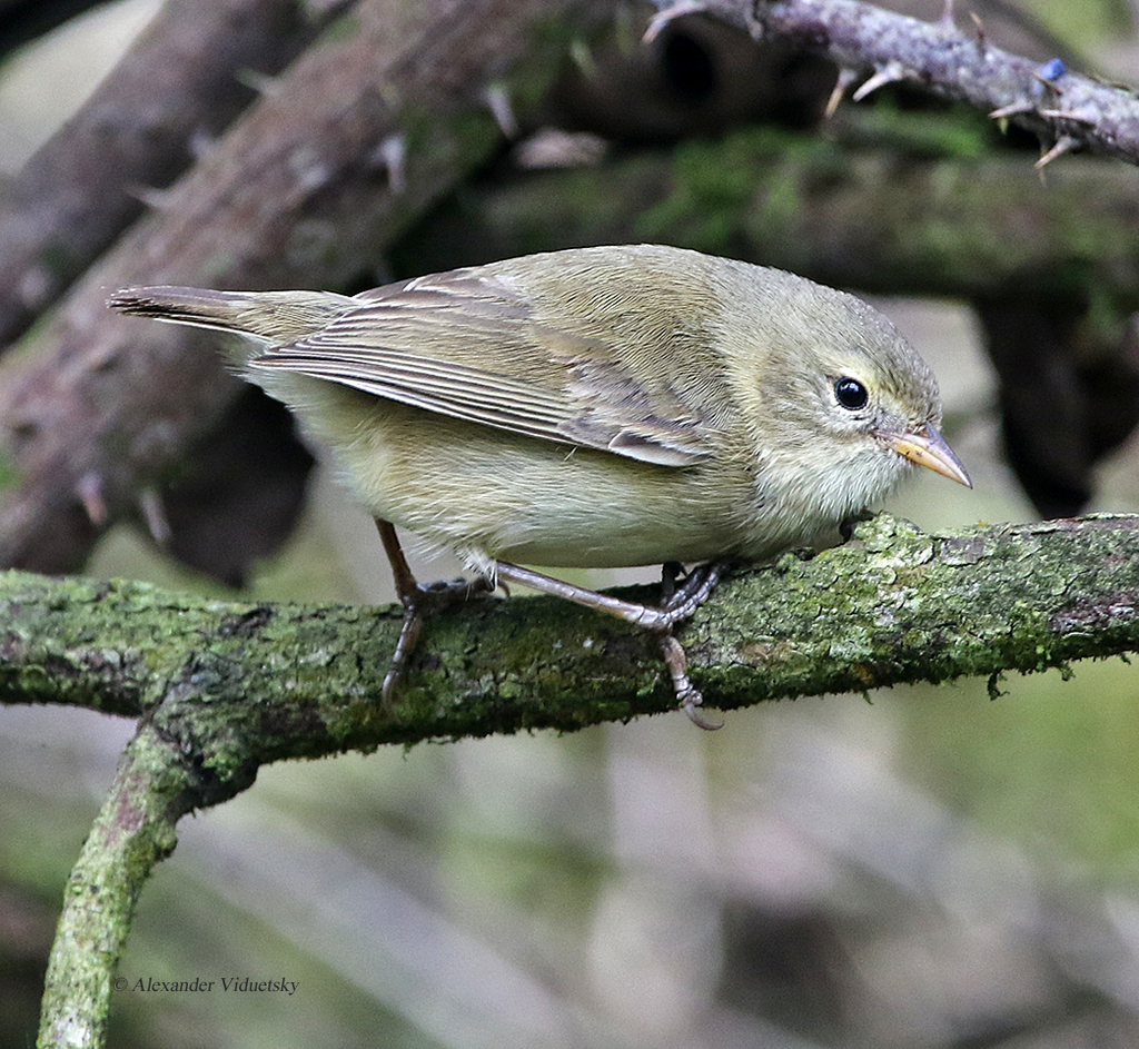 Green Warbler-Finch photo