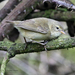 Green Warbler-Finch - Photo (c) Alexander Viduetsky, some rights reserved (CC BY-NC), uploaded by Alexander Viduetsky