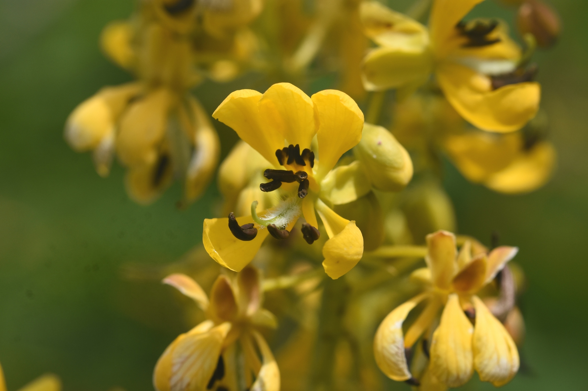Senna hebecarpa