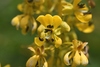 American Senna - Photo (c) Mark Kluge, some rights reserved (CC BY-NC), uploaded by Mark Kluge