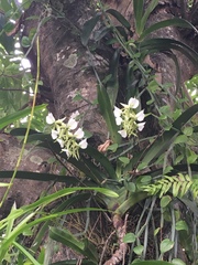 Angraecum eburneum superbum
