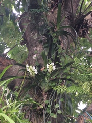 Angraecum eburneum superbum