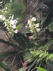 Angraecum eburneum superbum