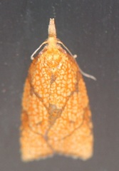 Cenopis reticulatana
