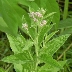 Pluchea odorata