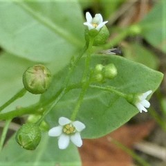 Samolus parviflorus