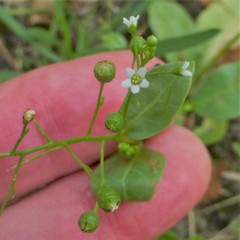 Samolus parviflorus