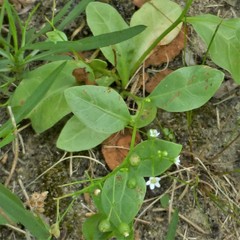 Samolus parviflorus