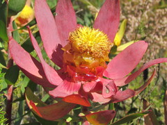 Leucadendron orientale