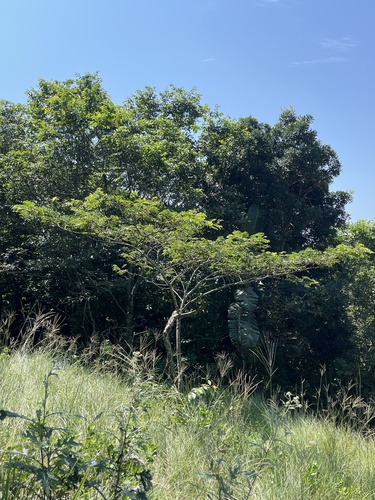 Foto de Albizia