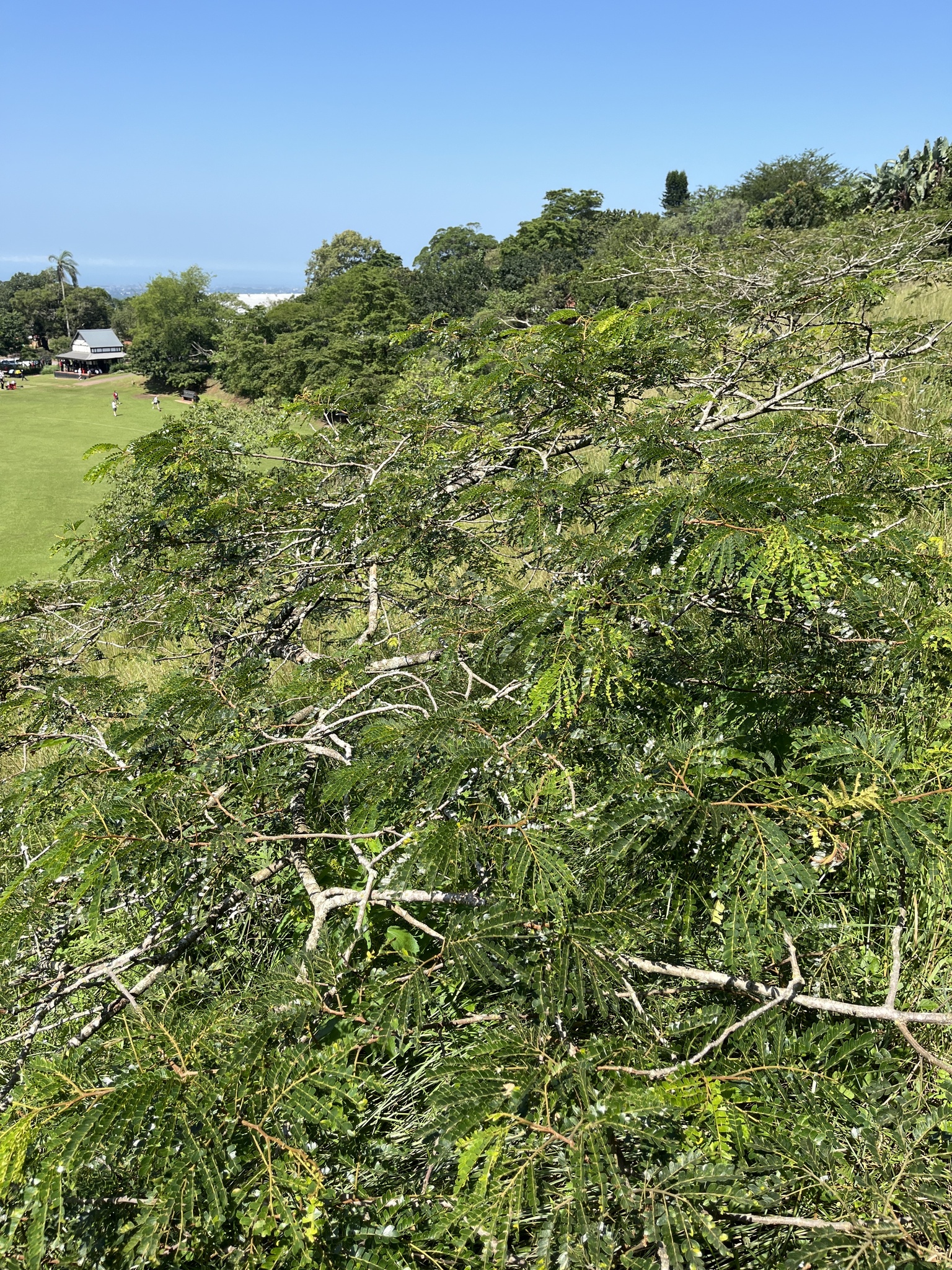 Imagem de Albizia