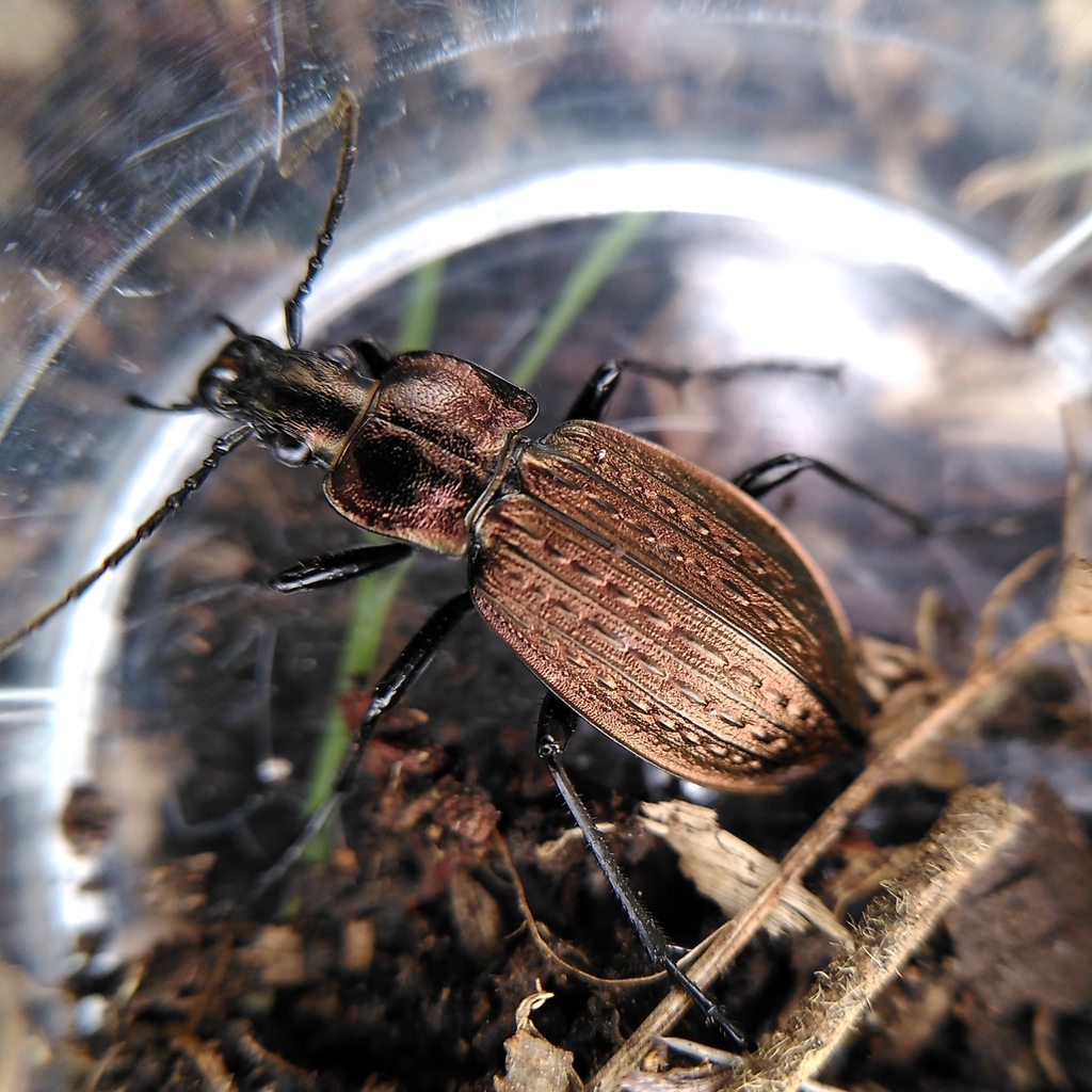 Granulated Ground Beetle