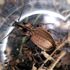 Granulated Ground Beetle