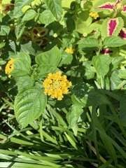 Lantana